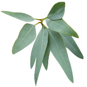 Plante Eucalyptus staigeriana